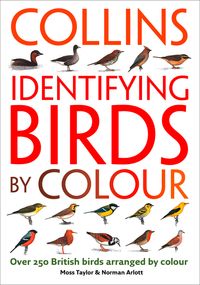 identifying-birds-by-colour