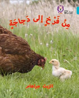 Chick to Hen: Level 7 (Collins Big Cat Arabic Reading Programme)