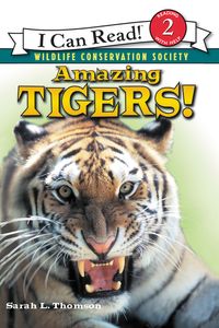 amazing-tigers
