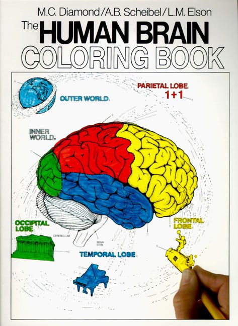 The Human Brain Coloring Book, Sports, Hobbies & Travel, Paperback, Marian C. Diamond