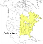 A Peterson Field Guide To Eastern Trees