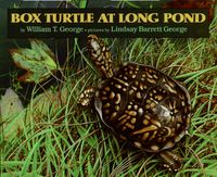 box-turtle-at-long-pond