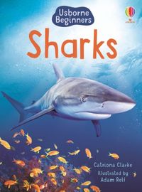 sharks-beginners