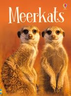 Beginners Meerkats Hardcover  by James Maclaine