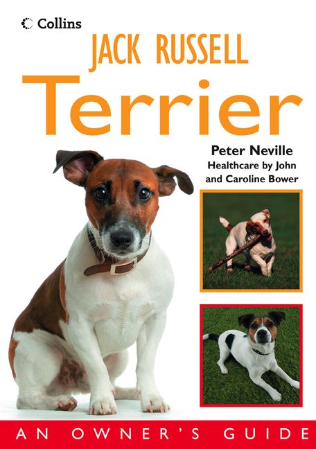 Terrier Owners Jack Russell Terrier Club Jack Russell Terrier