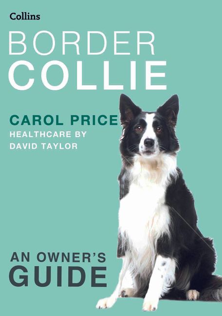 border collie training guide