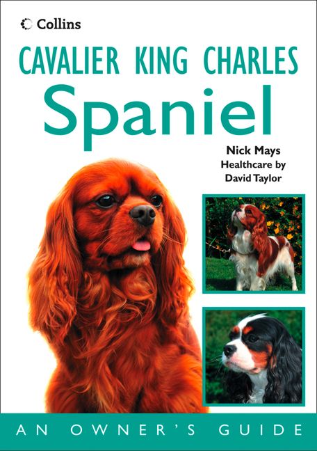 King Charles Spaniel - Full Guide for King Charles Cavalier