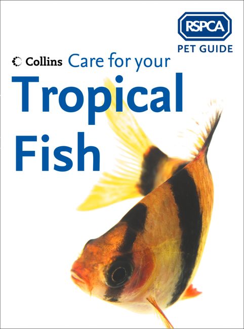 tropical pet fish