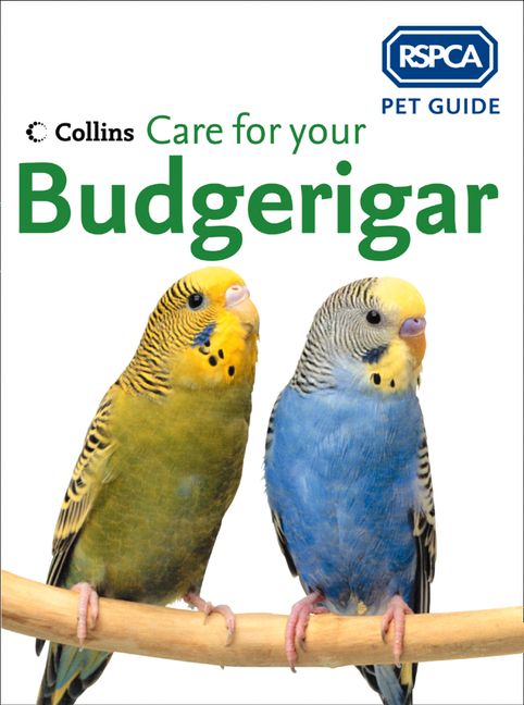 Care For Your Budgerigar (RSPCA Pet Guide) :HarperCollins Australia