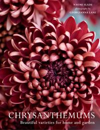 chrysanthemums-beautiful-varieties-for-home-and-garden