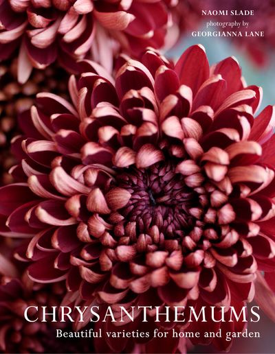 Chrysanthemums: Beautiful varieties for home and garden - Naomi Slade and Georgianna Lane